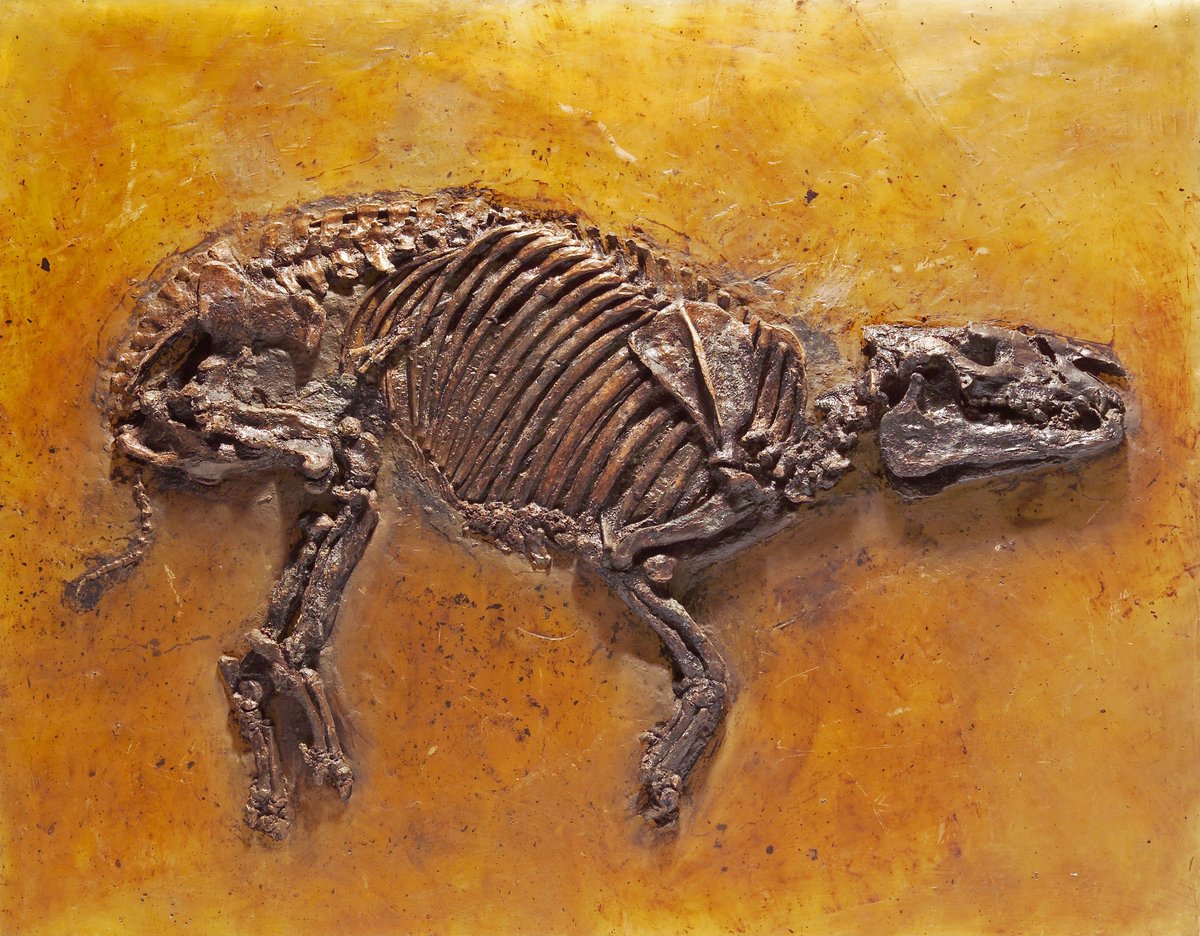 <p><span class="TextRun SCXW143720170 BCX8" lang="DE-DE" xml:lang="DE-DE" data-contrast="none"><span class="NormalTextRun SCXW143720170 BCX8" data-ccp-charstyle="eop">Das </span><span class="NormalTextRun SCXW143720170 BCX8" data-ccp-charstyle="normaltextrun" data-ccp-charstyle-defn="{&quot;ObjectId&quot;:&quot;ac0262f4-8a9e-5820-b908-2d943c5f7113|1&quot;,&quot;ClassId&quot;:1073872969,&quot;Properties&quot;:[201342446,&quot;1&quot;,201342447,&quot;5&quot;,201342448,&quot;1&quot;,201342449,&quot;1&quot;,469777841,&quot;Aptos&quot;,469777842,&quot;&quot;,469777843,&quot;Aptos&quot;,469777844,&quot;Aptos&quot;,201341986,&quot;1&quot;,469769226,&quot;Aptos&quot;,268442635,&quot;22&quot;,469775450,&quot;normaltextrun&quot;,201340122,&quot;1&quot;,134233614,&quot;true&quot;,469778129,&quot;normaltextrun&quot;,335572020,&quot;1&quot;,469778324,&quot;Default Paragraph Font&quot;]}">h</span><span class="NormalTextRun SCXW143720170 BCX8" data-ccp-charstyle="normaltextrun">essisches </span><span class="NormalTextRun SpellingErrorV2Themed SCXW143720170 BCX8" data-ccp-charstyle="normaltextrun">Urpferd</span> </span><span class="TextRun SCXW143720170 BCX8" lang="DE-DE" xml:lang="DE-DE" data-contrast="none"><span class="NormalTextRun SCXW143720170 BCX8">Propalaeotherium</span> <span class="NormalTextRun SpellingErrorV2Themed SCXW143720170 BCX8">hassiacum</span></span> <span class="TextRun SCXW143720170 BCX8" lang="DE-DE" xml:lang="DE-DE" data-contrast="auto"><span class="NormalTextRun SCXW143720170 BCX8">/ Quelle: HLMD/ <span class="NormalTextRun SCXW133291381 BCX8">&copy; HLMD; Foto: Wolfgang </span><span class="NormalTextRun SpellingErrorV2Themed SpellingErrorHighlight SCXW133291381 BCX8">Fuhrmannek</span></span></span></p>