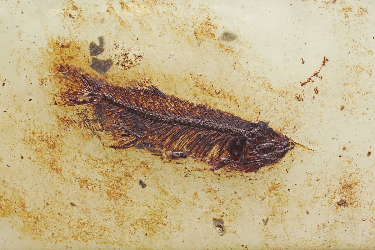 <p><span class="TextRun SCXW7035618 BCX8" lang="DE-DE" xml:lang="DE-DE" data-contrast="auto"><span class="NormalTextRun SCXW7035618 BCX8">Urspr&uuml;nglicher Knochenfisch </span></span><span class="TextRun SCXW7035618 BCX8" lang="DE-DE" xml:lang="DE-DE" data-contrast="auto"><span class="NormalTextRun SpellingErrorV2Themed SCXW7035618 BCX8">Thaumaturus</span> <span class="NormalTextRun SpellingErrorV2Themed SCXW7035618 BCX8">intermedius/ <span class="NormalTextRun SCXW240439015 BCX8">&copy; HLMD; Foto: Wolfgang </span><span class="NormalTextRun SpellingErrorV2Themed SCXW240439015 BCX8">Fuhrmannek</span></span></span></p>