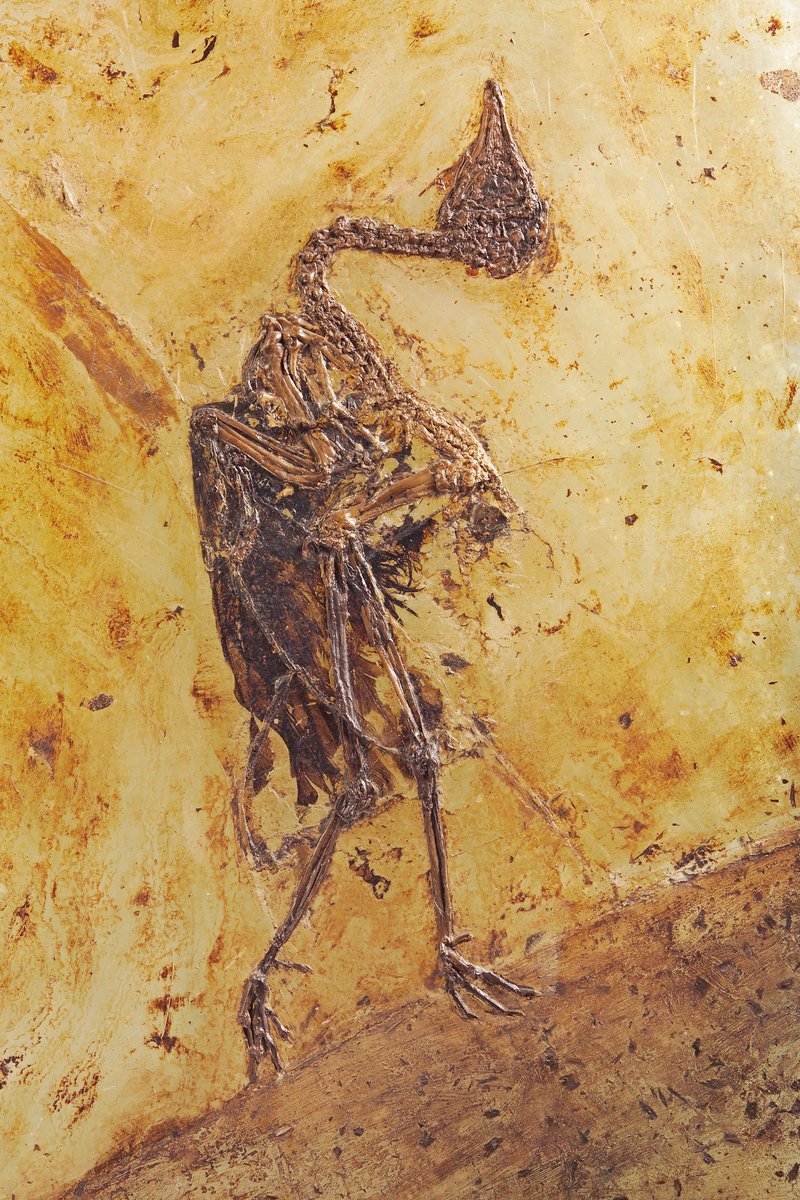 <p><span class="NormalTextRun SCXW88195399 BCX8" data-ccp-charstyle="eop">Fossil </span><span class="NormalTextRun SpellingErrorV2Themed SCXW88195399 BCX8" data-ccp-charstyle="eop">einer</span> <span class="NormalTextRun SpellingErrorV2Themed SpellingErrorHighlight SCXW88195399 BCX8" data-ccp-charstyle="eop">Messelralle/&nbsp; <span class="TextRun SCXW29897016 BCX8" lang="EN-US" xml:lang="EN-US" data-contrast="auto"><span class="NormalTextRun SCXW29897016 BCX8">&copy; HLMD</span></span></span></p>