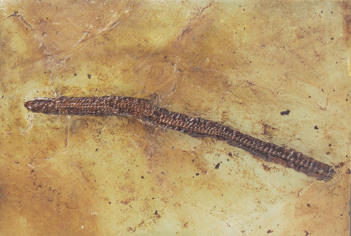 <p><span class="TextRun SCXW107217610 BCX8" lang="DE-DE" xml:lang="DE-DE" data-contrast="auto"><span class="NormalTextRun SCXW107217610 BCX8">Fossil der fast beinlosen Schleiche</span></span> <span class="TextRun SCXW107217610 BCX8" lang="DE-DE" xml:lang="DE-DE" data-contrast="auto"><span class="NormalTextRun SpellingErrorV2Themed SCXW107217610 BCX8">Ophisauriscus</span> <span class="NormalTextRun SpellingErrorV2Themed SCXW107217610 BCX8">quadrupes</span></span><span class="TextRun SCXW107217610 BCX8" lang="DE-DE" xml:lang="DE-DE" data-contrast="auto"><span class="NormalTextRun SCXW107217610 BCX8"> im H</span><span class="NormalTextRun SCXW107217610 BCX8">essischen Landesmuseum /&nbsp;<span class="TextRun SCXW42888399 BCX8" lang="DE-DE" xml:lang="DE-DE" data-contrast="auto"><span class="NormalTextRun SCXW42888399 BCX8">&copy;HLMD</span></span></span></span><span class="EOP SCXW107217610 BCX8" data-ccp-props="{}">&nbsp;</span></p>