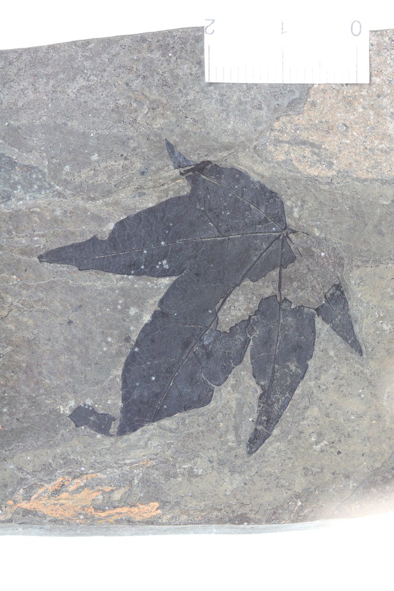 <p><span class="TextRun SCXW91733119 BCX8" lang="DE-DE" xml:lang="DE-DE" data-contrast="none"><span class="NormalTextRun SCXW91733119 BCX8">Weinrebengew&auml;chs <span class="NormalTextRun SpellingErrorV2Themed SpellingErrorHighlight SCXW195179263 BCX8">Vitaceae.</span></span></span></p>