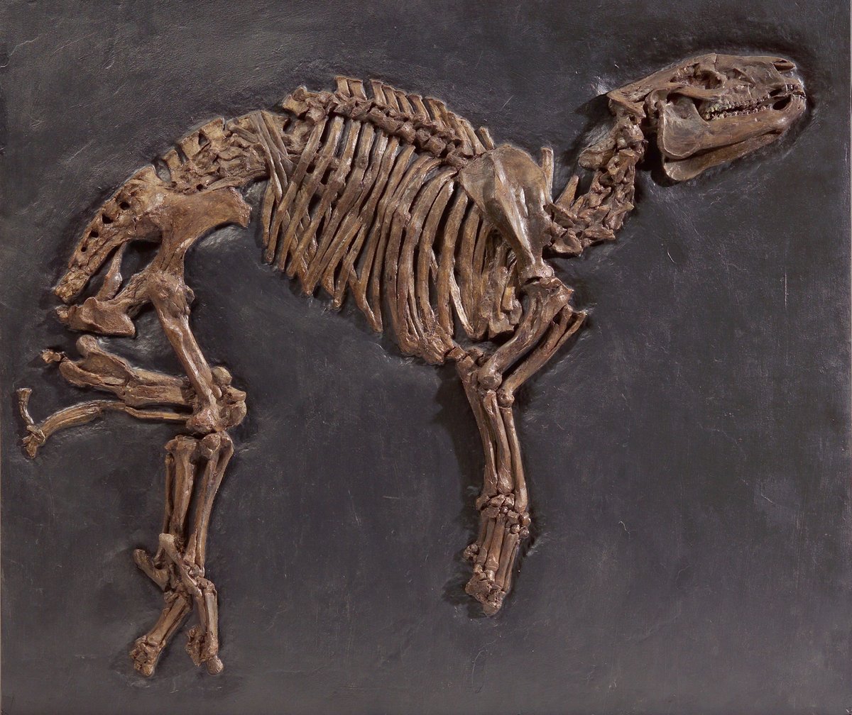 <p><span class="TextRun SCXW258700111 BCX8" lang="DE-DE" xml:lang="DE-DE" data-contrast="none"><span class="NormalTextRun SCXW258700111 BCX8" data-ccp-charstyle="eop">Der </span><span class="NormalTextRun CommentStart CommentHighlightPipeRest CommentHighlightRest SCXW258700111 BCX8" data-ccp-charstyle="normaltextrun" data-ccp-charstyle-defn="{"ObjectId":"ac0262f4-8a9e-5820-b908-2d943c5f7113|1","ClassId":1073872969,"Properties":[201342446,"1",201342447,"5",201342448,"1",201342449,"1",469777841,"Aptos",469777842,"",469777843,"Aptos",469777844,"Aptos",201341986,"1",469769226,"Aptos",268442635,"22",469775450,"normaltextrun",201340122,"1",134233614,"true",469778129,"normaltextrun",335572020,"1",469778324,"Default Paragraph Font"]}">&bdquo;</span><span class="NormalTextRun SpellingErrorV2Themed CommentHighlightRest SCXW258700111 BCX8" data-ccp-charstyle="normaltextrun">Urtapir</span><span class="NormalTextRun CommentHighlightRest SCXW258700111 BCX8" data-ccp-charstyle="normaltextrun">&ldquo; </span></span><span class="TextRun SCXW258700111 BCX8" lang="DE-DE" xml:lang="DE-DE" data-contrast="none"><span class="NormalTextRun SpellingErrorV2Themed CommentHighlightPipeRest SCXW258700111 BCX8" data-ccp-charstyle="normaltextrun">Hyrachyus</span><span class="NormalTextRun SCXW258700111 BCX8" data-ccp-charstyle="normaltextrun"> minimus <span class="TextRun SCXW93157497 BCX8" lang="EN-US" xml:lang="EN-US" data-contrast="auto"><span class="NormalTextRun SCXW93157497 BCX8">&copy;HLMD</span></span></span></span></p>