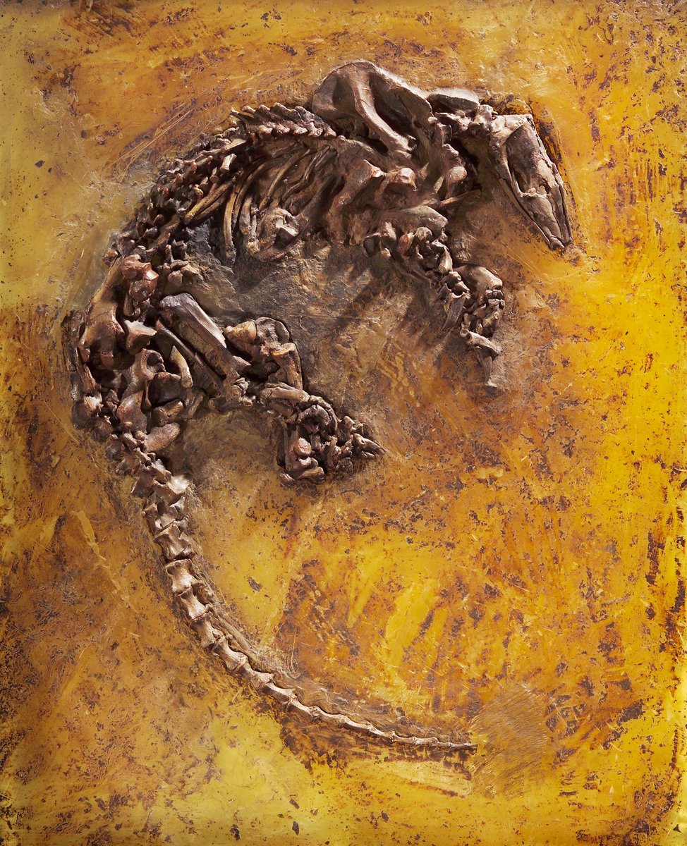 <p><span class="TextRun SCXW188081276 BCX8" lang="EN-US" xml:lang="EN-US" data-contrast="none"><span class="NormalTextRun SCXW188081276 BCX8" data-ccp-charstyle="eop">Das </span><span class="NormalTextRun SpellingErrorV2Themed SCXW188081276 BCX8" data-ccp-charstyle="eop">Schuppentier</span> </span><span class="TextRun SCXW188081276 BCX8" lang="EN-US" xml:lang="EN-US" data-contrast="none"><span class="NormalTextRun SpellingErrorV2Themed SCXW188081276 BCX8" data-ccp-charstyle="normaltextrun" data-ccp-charstyle-defn="{&quot;ObjectId&quot;:&quot;ac0262f4-8a9e-5820-b908-2d943c5f7113|1&quot;,&quot;ClassId&quot;:1073872969,&quot;Properties&quot;:[201342446,&quot;1&quot;,201342447,&quot;5&quot;,201342448,&quot;1&quot;,201342449,&quot;1&quot;,469777841,&quot;Aptos&quot;,469777842,&quot;&quot;,469777843,&quot;Aptos&quot;,469777844,&quot;Aptos&quot;,201341986,&quot;1&quot;,469769226,&quot;Aptos&quot;,268442635,&quot;22&quot;,469775450,&quot;normaltextrun&quot;,201340122,&quot;1&quot;,134233614,&quot;true&quot;,469778129,&quot;normaltextrun&quot;,335572020,&quot;1&quot;,469778324,&quot;Default Paragraph Font&quot;]}">Eurotamandua</span></span> <span class="TextRun SCXW188081276 BCX8" lang="EN-US" xml:lang="EN-US" data-contrast="none"><span class="NormalTextRun SpellingErrorV2Themed SCXW188081276 BCX8" data-ccp-charstyle="normaltextrun">joresi</span></span> <span class="TextRun SCXW188081276 BCX8" lang="EN-US" xml:lang="EN-US" data-contrast="auto"><span class="NormalTextRun SCXW188081276 BCX8">/ Quelle: HLMD/ <span class="TextRun SCXW93715660 BCX8" lang="EN-US" xml:lang="EN-US" data-contrast="auto"><span class="NormalTextRun SCXW93715660 BCX8">&copy; HLMD</span></span></span></span></p>