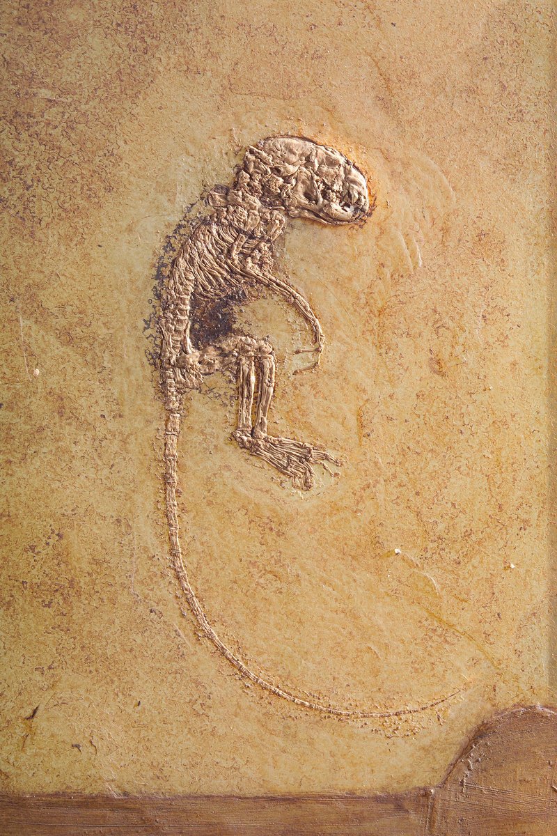 <p><span class="TextRun SCXW181731925 BCX8" lang="DE-DE" xml:lang="DE-DE" data-contrast="auto"><span class="NormalTextRun SpellingErrorV2Themed SCXW181731925 BCX8">Heterohyus</span> <span class="NormalTextRun SpellingErrorV2Themed SCXW181731925 BCX8">nanus</span></span><span class="TextRun SCXW181731925 BCX8" lang="DE-DE" xml:lang="DE-DE" data-contrast="auto"><span class="NormalTextRun SCXW181731925 BCX8"> im Senckenberg Museum</span></span><span class="EOP SCXW181731925 BCX8" data-ccp-props="{"134233117":false,"134233118":false,"201341983":0,"335559685":720,"335559738":0,"335559739":0,"335559740":257,"335559991":360}">&nbsp;</span><span class="TextRun Highlight SCXW181532530 BCX8" lang="DE-DE" xml:lang="DE-DE" data-contrast="auto"><span class="NormalTextRun SCXW181532530 BCX8">&copy;SNG</span></span></p>