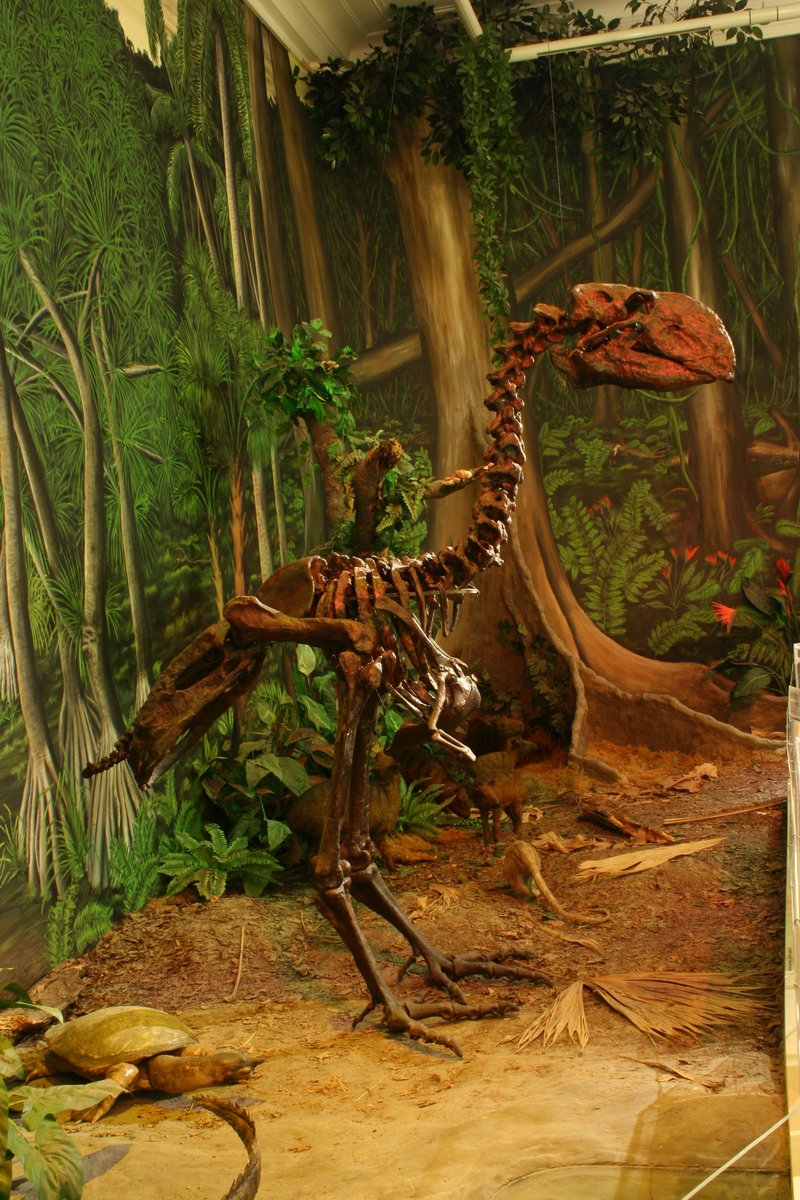 <p><span class="TextRun SCXW130772851 BCX8" lang="DE-DE" xml:lang="DE-DE" data-contrast="none"><span class="NormalTextRun SCXW130772851 BCX8" data-ccp-charstyle="eop" data-ccp-charstyle-defn="{&quot;ObjectId&quot;:&quot;920dbcde-2834-5e15-a5fa-062170b236ba|1&quot;,&quot;ClassId&quot;:1073872969,&quot;Properties&quot;:[201342446,&quot;1&quot;,201342447,&quot;5&quot;,201342448,&quot;1&quot;,201342449,&quot;1&quot;,469777841,&quot;Aptos&quot;,469777842,&quot;&quot;,469777843,&quot;Aptos&quot;,469777844,&quot;Aptos&quot;,201341986,&quot;1&quot;,469769226,&quot;Aptos&quot;,268442635,&quot;22&quot;,469775450,&quot;eop&quot;,201340122,&quot;1&quot;,134233614,&quot;true&quot;,469778129,&quot;eop&quot;,335572020,&quot;1&quot;,469778324,&quot;Default Paragraph Font&quot;]}">Skelett</span><span class="NormalTextRun SCXW130772851 BCX8" data-ccp-charstyle="eop">re</span><span class="NormalTextRun SCXW130772851 BCX8" data-ccp-charstyle="eop">konstruktion von </span><span class="NormalTextRun SpellingErrorV2Themed SCXW130772851 BCX8" data-ccp-charstyle="eop">Diatryma</span> </span><span class="TextRun SCXW130772851 BCX8" lang="DE-DE" xml:lang="DE-DE" data-contrast="auto"><span class="NormalTextRun SCXW130772851 BCX8">/ Quelle: HLMD/ <span class="TextRun SCXW147439275 BCX8" lang="EN-US" xml:lang="EN-US" data-contrast="auto"><span class="NormalTextRun SCXW147439275 BCX8">&copy; HLMD</span></span></span></span></p>