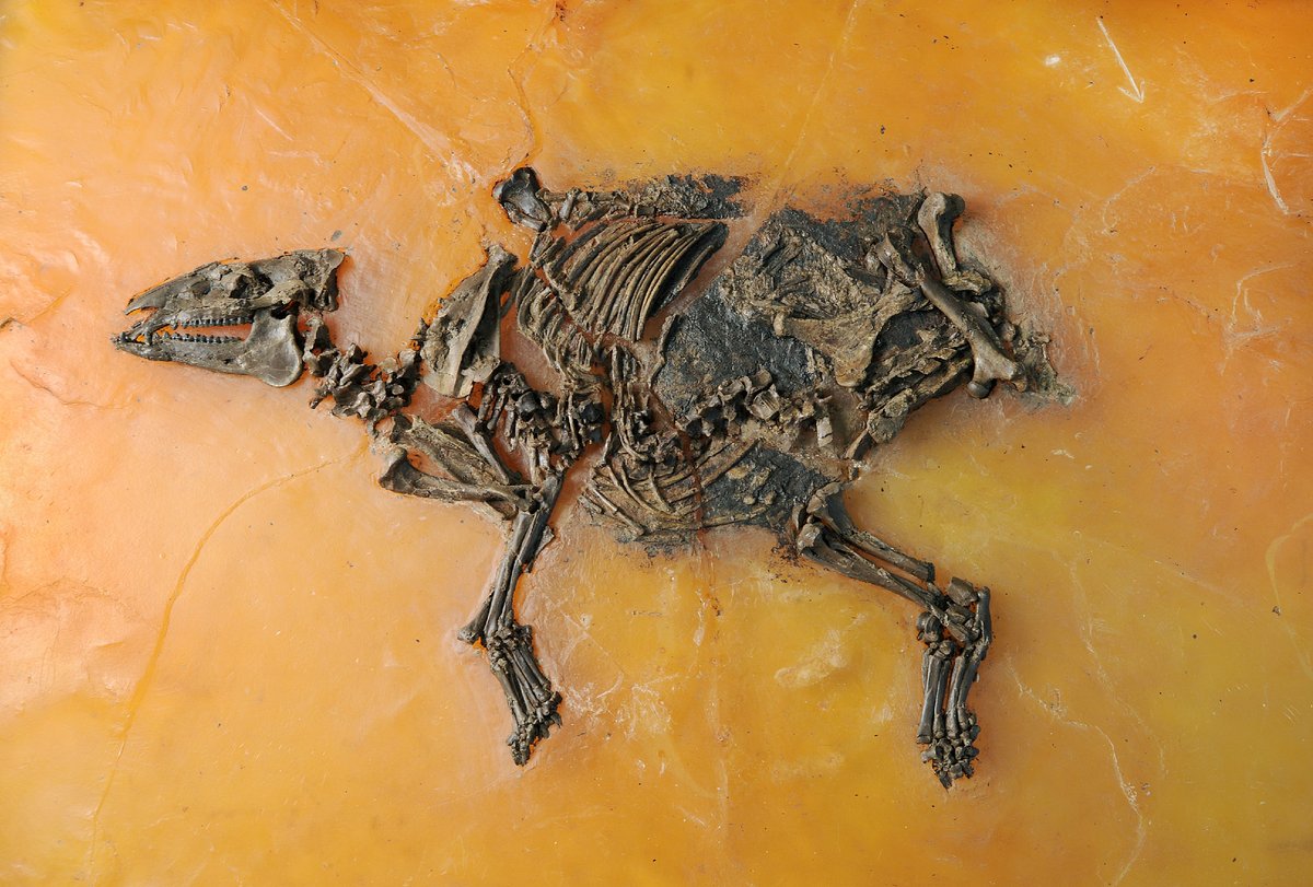 <p><span class="TextRun SCXW190787898 BCX8" lang="EN-US" xml:lang="EN-US" data-contrast="none"><span class="NormalTextRun SCXW190787898 BCX8" data-ccp-charstyle="eop" data-ccp-charstyle-defn="{&quot;ObjectId&quot;:&quot;c23e5c0a-2b35-4d74-8ecf-db6338d41189|43&quot;,&quot;ClassId&quot;:1073872969,&quot;Properties&quot;:[201342446,&quot;1&quot;,201342447,&quot;5&quot;,201342448,&quot;1&quot;,201342449,&quot;1&quot;,469777841,&quot;Calibri&quot;,469777842,&quot;&quot;,469777843,&quot;Calibri&quot;,469777844,&quot;Calibri&quot;,201341986,&quot;1&quot;,469769226,&quot;Calibri&quot;,268442635,&quot;22&quot;,469775450,&quot;eop&quot;,201340122,&quot;1&quot;,134233614,&quot;true&quot;,469778129,&quot;eop&quot;,335572020,&quot;1&quot;,469778324,&quot;Default Paragraph Font&quot;]}">Fossil&nbsp;</span><span class="NormalTextRun SpellingErrorV2Themed SCXW190787898 BCX8" data-ccp-charstyle="eop">einer</span>&nbsp;<span class="NormalTextRun SpellingErrorV2Themed SCXW190787898 BCX8" data-ccp-charstyle="eop">tr&auml;chtigen</span>&nbsp;<span class="NormalTextRun SpellingErrorV2Themed SCXW190787898 BCX8" data-ccp-charstyle="eop">Urpferdstute</span><span class="NormalTextRun SCXW190787898 BCX8" data-ccp-charstyle="eop">&nbsp;</span></span><span class="TextRun SCXW190787898 BCX8" lang="EN-US" xml:lang="EN-US" data-contrast="none"><em><span class="NormalTextRun SpellingErrorV2Themed SCXW190787898 BCX8" data-ccp-charstyle="eop">Eurohippus</span>&nbsp;<span class="NormalTextRun SpellingErrorV2Themed SCXW190787898 BCX8" data-ccp-charstyle="eop">messelensis</span></em></span><span class="TextRun SCXW190787898 BCX8" lang="EN-US" xml:lang="EN-US" data-contrast="none"><span class="NormalTextRun SCXW190787898 BCX8" data-ccp-charstyle="eop">. Foto: Anika Vogel</span><span class="NormalTextRun SpellingErrorV2Themed SCXW190787898 BCX8" data-ccp-charstyle="eop">&nbsp;</span><span class="NormalTextRun SCXW190787898 BCX8" data-ccp-charstyle="eop"><span class="TextRun SCXW250943568 BCX8" lang="DE-DE" xml:lang="DE-DE" data-contrast="auto"><span class="NormalTextRun SCXW250943568 BCX8" data-ccp-parastyle="paragraph" data-ccp-parastyle-defn="{&quot;ObjectId&quot;:&quot;c23e5c0a-2b35-4d74-8ecf-db6338d41189|41&quot;,&quot;ClassId&quot;:1073872969,&quot;Properties&quot;:[201342446,&quot;1&quot;,201342447,&quot;5&quot;,201342448,&quot;1&quot;,201342449,&quot;1&quot;,469777841,&quot;Times New Roman&quot;,469777842,&quot;Times New Roman&quot;,469777843,&quot;Times New Roman&quot;,469777844,&quot;Times New Roman&quot;,201341986,&quot;1&quot;,469769226,&quot;Times New Roman&quot;,268442635,&quot;24&quot;,469775450,&quot;paragraph&quot;,201340122,&quot;2&quot;,134233614,&quot;true&quot;,469778129,&quot;paragraph&quot;,335572020,&quot;1&quot;,335559705,&quot;1031&quot;,335559740,&quot;240&quot;,201341983,&quot;0&quot;,134233118,&quot;true&quot;,134233117,&quot;true&quot;,469778324,&quot;Normal&quot;]}">&copy; SGN&nbsp;</span></span></span></span></p>