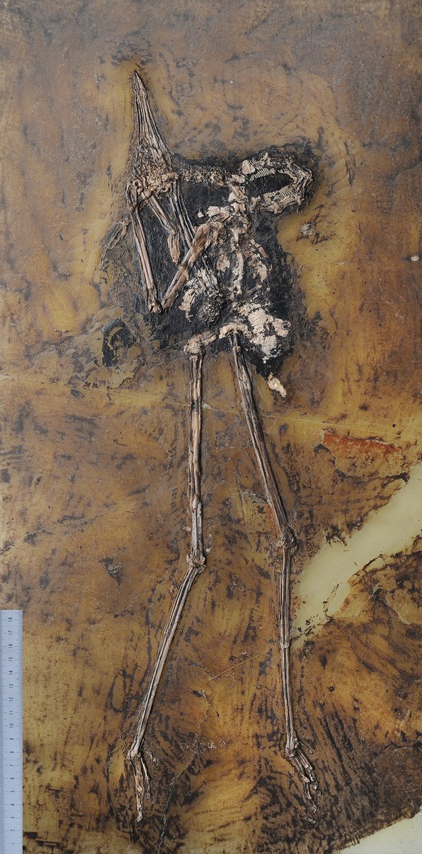 <p><span class="TextRun SCXW107493876 BCX8" lang="DE-DE" xml:lang="DE-DE" data-contrast="none"><span class="NormalTextRun SCXW107493876 BCX8" data-ccp-charstyle="eop">Der </span><span class="NormalTextRun SpellingErrorV2Themed SCXW107493876 BCX8" data-ccp-charstyle="eop">Fl</span></span><span class="TextRun SCXW107493876 BCX8" lang="DE-DE" xml:lang="DE-DE" data-contrast="auto"><span class="NormalTextRun SpellingErrorV2Themed SCXW107493876 BCX8">amingoverwandte</span> </span><span class="TextRun SCXW107493876 BCX8" lang="DE-DE" xml:lang="DE-DE" data-contrast="auto"><span class="NormalTextRun SpellingErrorV2Themed SCXW107493876 BCX8">Juncitarsus</span> <span class="NormalTextRun SpellingErrorV2Themed SCXW107493876 BCX8">merkeli/ <span class="TextRun SCXW193187904 BCX8" lang="DE-DE" xml:lang="DE-DE" data-contrast="none"><span class="NormalTextRun SCXW193187904 BCX8" data-ccp-charstyle="eop" data-ccp-charstyle-defn="{&quot;ObjectId&quot;:&quot;920dbcde-2834-5e15-a5fa-062170b236ba|1&quot;,&quot;ClassId&quot;:1073872969,&quot;Properties&quot;:[201342446,&quot;1&quot;,201342447,&quot;5&quot;,201342448,&quot;1&quot;,201342449,&quot;1&quot;,469777841,&quot;Aptos&quot;,469777842,&quot;&quot;,469777843,&quot;Aptos&quot;,469777844,&quot;Aptos&quot;,201341986,&quot;1&quot;,469769226,&quot;Aptos&quot;,268442635,&quot;22&quot;,469775450,&quot;eop&quot;,201340122,&quot;1&quot;,134233614,&quot;true&quot;,469778129,&quot;eop&quot;,335572020,&quot;1&quot;,469778324,&quot;Default Paragraph Font&quot;]}">&copy; SGN</span></span></span></span></p>