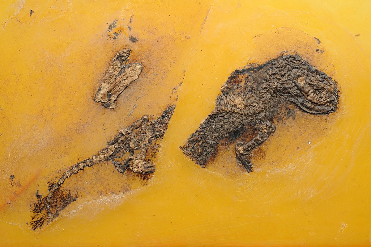 <p><span class="TextRun SCXW77678945 BCX8" lang="DE-DE" xml:lang="DE-DE" data-contrast="auto"><span class="NormalTextRun SCXW77678945 BCX8">Messelogale </span><span class="NormalTextRun SpellingErrorV2Themed SCXW77678945 BCX8">kessleri</span> </span><span class="TextRun SCXW77678945 BCX8" lang="DE-DE" xml:lang="DE-DE" data-contrast="auto"><span class="NormalTextRun SCXW77678945 BCX8">aus der Sammlung des Senckenberg</span><span class="NormalTextRun SCXW77678945 BCX8"> Museums</span></span><span class="EOP SCXW77678945 BCX8" data-ccp-props="{}"> <span class="NormalTextRun SCXW124743540 BCX8">&copy;SNG; </span><span class="NormalTextRun SCXW124743540 BCX8">Foto: Anika </span><span class="NormalTextRun SCXW124743540 BCX8">Vogel</span></span></p>