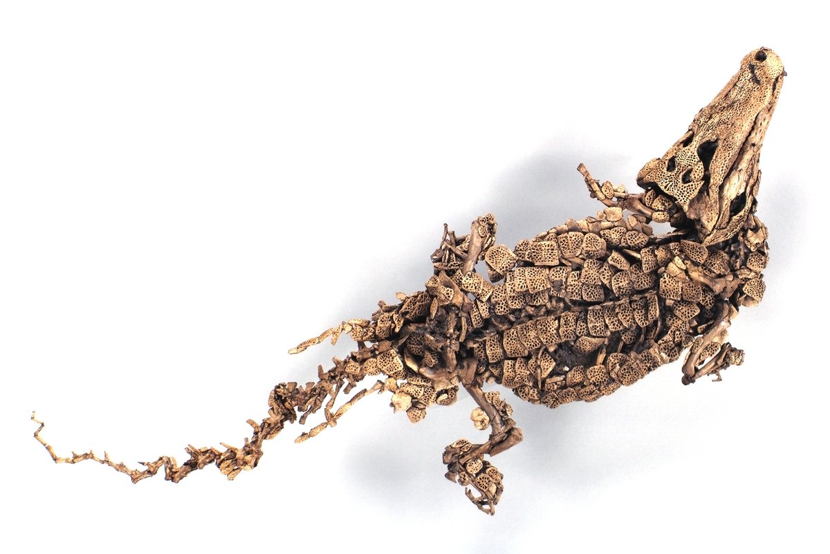 <p>Krokodil (<em>Diplocynodon darwini</em>) Foto: E. Haupt @SGN</p>