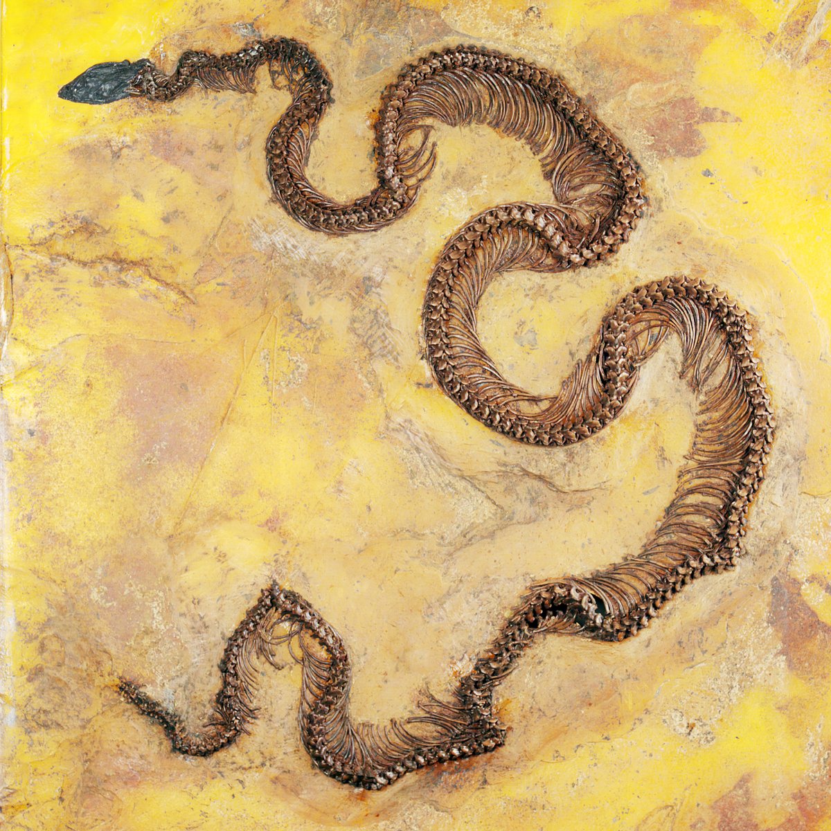 <p><em>Eoconstrictor fischeri</em> Foto: Sven Tr&auml;nkner @SGN</p>