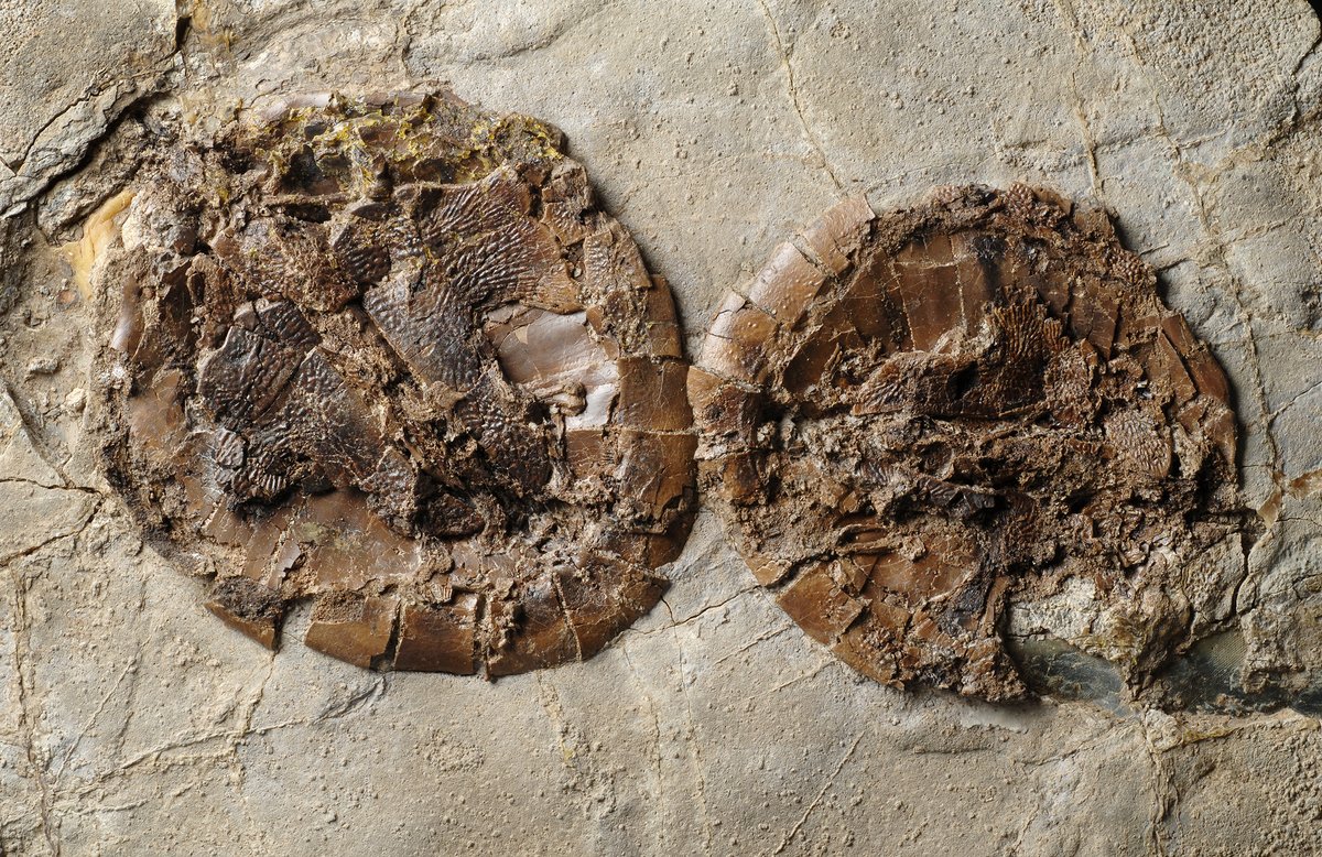 <p>Schildkr&ouml;tenp&auml;rchen (<em>Allaeochelys crassesculpta</em>) Foto: Sven Tr&auml;nkner @SGN</p>